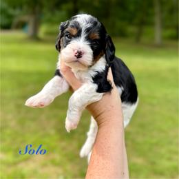 Solo - Tri-color male Cavapoo puppy in Midland, Michigan from Northern Charm Farm