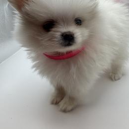 Bridgette - White female Pomeranian puppy in Brandon, Vermont from Poms All Day