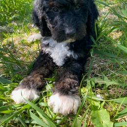 Tullan - Tri-color male Bernedoodle puppy in Spring Valley, Wisconsin from Filipiak Breeders