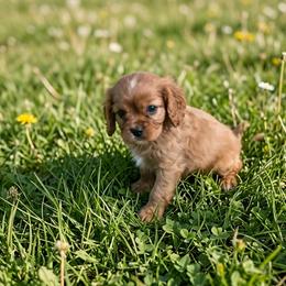 Lucas - Ruby male Cavalier King Charles Spaniel puppy in Pennsylvania from Julie's Cavalier King Charles Spaniels