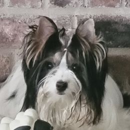 Lilly - Biewer Terrier