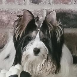 Lilly - Biewer Terrier