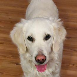 Echo - Golden Retriever