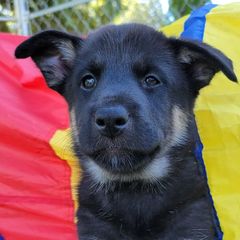 Artemis - Lapponian Herder puppy in Roseburg, Oregon from Kaunis Joki Kennels