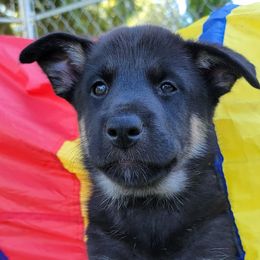Artemis - Lapponian Herder puppy in Roseburg, Oregon from Kaunis Joki Kennels