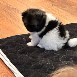 Roxy - Wolf sable female Pomeranian puppy in Grass Lake, Michigan from Chantilly Lace Poms