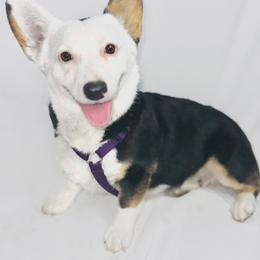 Alaska - Black and tan female Pembroke Welsh Corgi puppy in Adairsville, Georgia from Ingram's Corgis