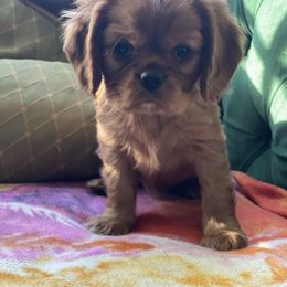 Cavalier King Charles Spaniel, Cavapoo, and Poodle Puppies from Melissa's East End Cavaliers