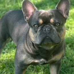 French Bulldog All Grown Up from Fulshear Frenchies
