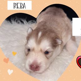 Reba McEntire - Red and white female Pomsky puppy in Venus, Pennsylvania from Hemlock Pines Pomsky