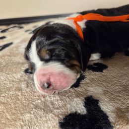 Rocky - Black brown and white male Basset Hound puppy in Denison, Texas from Emma Lou's Baby Bassets