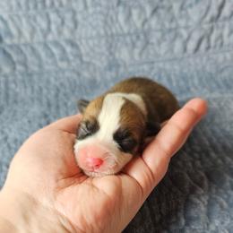 Cocoa - Red female Pembroke Welsh Corgi puppy in Deming, New Mexico from Dragon Ridge Corgis