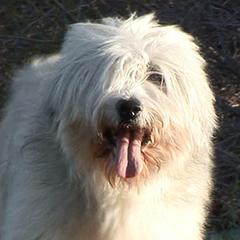 Polish Lowland Sheepdogs from DarBozy PONs