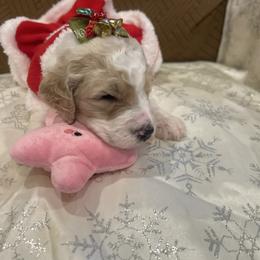 Princess - Parti female Poodle puppy in Mobile, Alabama from Semmy’s Standard Poodle LLC
