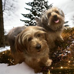 Yorkshire Terriers from Bougie Paws