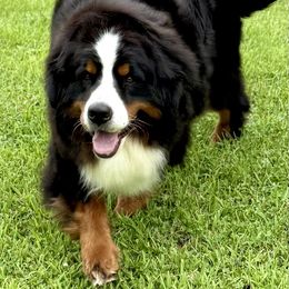 Olive - Bernese Mountain Dog