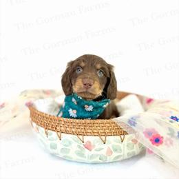 Florence - Chocolate and tan male Dachshund puppy in Greenville, North Carolina from The Gorman Farms