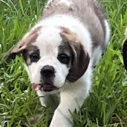 Saint Bernard Puppies from Misstree’s St. Bernards