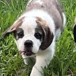 Saint Bernard Puppies from Misstree’s St. Bernards