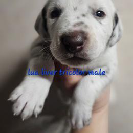 Blue - White, liver and tan male Dalmatian puppy in Conrath, Wisconsin from JSF Dalmatians LLC