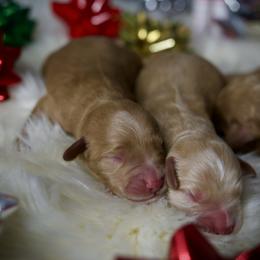 Last pick Male - Cream male Goldendoodle puppy in Mc Arthur, California from California Golden Love