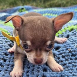 Woody - Chocolate and tan male Chihuahua puppy in Plainfield, Indiana from Abby's Pampered Pooches