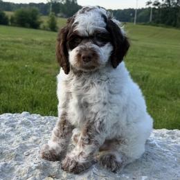 Reign - Blue roan and tan male Cockapoo puppy in Connersville, Indiana from MoonShine Babies