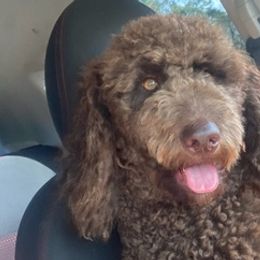 Double Doodles from Chezuko Double Doodles