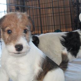 Wire Fox Terriers from Fox Lore Terriers