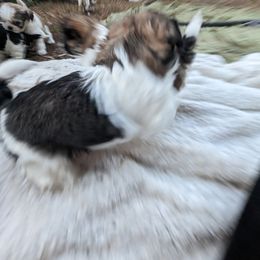 Shih Tzu Puppies from We Shih Tzu Not!