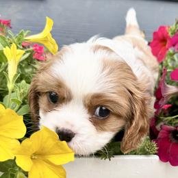 AKC Champion-Sired Bodie - Blenheim male Cavalier King Charles Spaniel puppy in Louisville, Kentucky from Ali-Mae Cavalier King Charles Spaniels