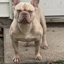 French Bulldogs from Frankie's Frenchie's