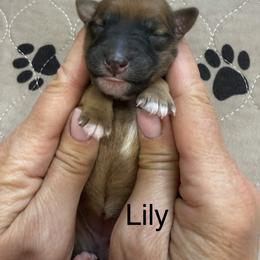 Lily - Brown female Whoodle puppy in Pima, Arizona from Schmidt's K9s