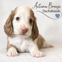 Collin - Piebald male Dachshund puppy in Clever, Missouri from Autumn Breeze Dachshunds
