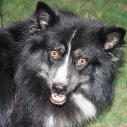 Riley - Pomsky puppy from Highpoint Pomskies