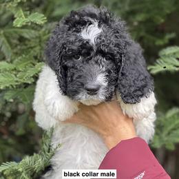 Black collar - male Newfypoo puppy in Fairfield, California from Twin Sisters Doodles
