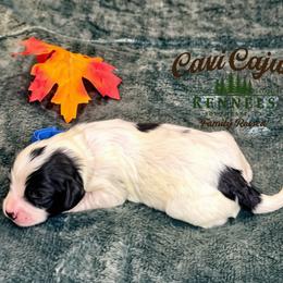 Blue- Harvest - male Cavapoochon puppy in Kountze, Texas from CaviCajun Kennels