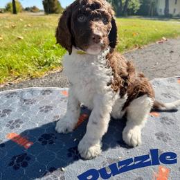 Puzzle - Parti female Goldendoodle puppy in Ellenburg Center, New York from Kristin's Puppies