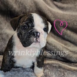 Girl 4 - Bulldog puppy in Granville, Iowa from Wrinkly Blessings English Bulldogs