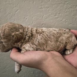 Dijon - Cream male Poodle puppy in Chandler, Arizona from Fabi Poodle