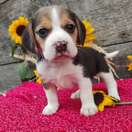 Marci - Black white and tan female Beagle puppy in Colville, Washington from Rosehaven Homestead