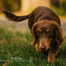 Dachshund puppies from B+B Co Miniature Dachshunds