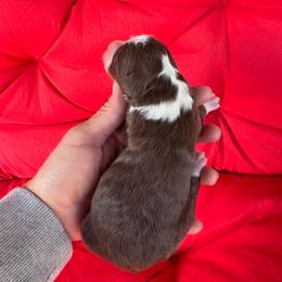 Ruth - Red tri-color female Aussiedoodle puppy in Orland, California from Shockley’s Elite Doodles