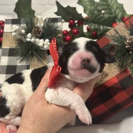 Nellie - Parti female Goldendoodle puppy in Prosperity, Pennsylvania from Stelladoodles & Company