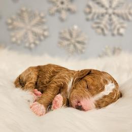 Kristoph - Tri-color male Bernedoodle puppy in Russell Springs, Kentucky from 270 Doodles