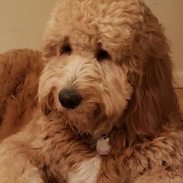 Hazel - Goldendoodle