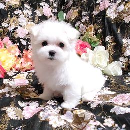 Girl 2 - White female Maltese puppy in Fresno, California from Soua's Pups
