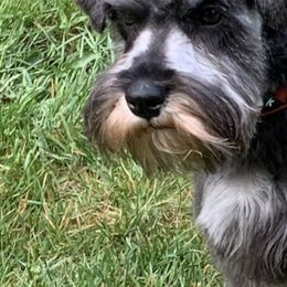 Miniature Schnauzer All Grown Up from Porrazzo Schnauzers