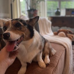 American Corgis and Pembroke Welsh Corgis from Paper Moon Corgis