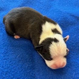 Dean - Black and white Boston Terrier puppy in Youngsville, North Carolina from Gemini Boston Terriers